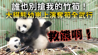 誰也別搶我的竹筍！　大貓熊幼崽上演奪筍全武行