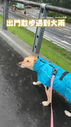 【看得到路嗎？】出門遇大雨汪眼睛睜不開　媽忍不住狂笑XD