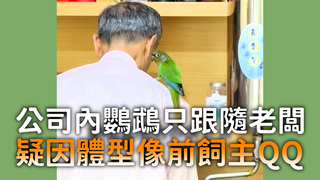 公司內鸚鵡只跟隨老闆　疑因體型像前飼主QQ
