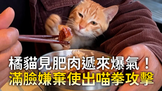 橘貓見肥肉遞來爆氣！　滿臉嫌棄使出喵拳攻擊
