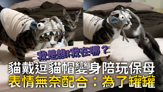 貓戴逗貓帽變身陪玩保母　表情無奈配合：為了罐罐
