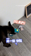 【黑汪睡前儀式感滿滿】爸陪挑玩具鋪床超幸福❤️