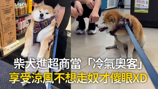 柴犬進超商當「冷氣奧客」　享受涼風不想走奴才傻眼XD