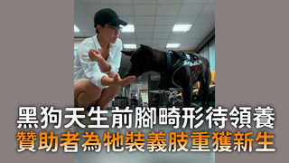 黑狗天生前腳畸形待領養　贊助者為牠裝義肢重獲新生