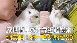 厭世貓見奴才靠近超嫌棄　網笑翻：牠一臉想報警XD