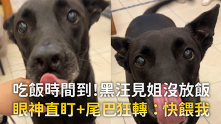 吃飯時間到！黑汪見姐沒放飯　眼神直盯＋尾巴狂轉：快餵我