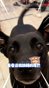 【吃飯時間到了】黑汪催姐放飯！尾巴狂旋轉超Ｑ