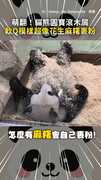 【花生麻糬妖精】貓熊圓寶滾木屑　說是蔴粩我也信
