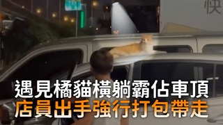 遇見橘貓橫躺霸佔車頂　店員出手強行打包帶走