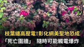 枝葉纏高壓電！彰化網美聖地恐成「死亡圍牆」　隨時可能觸電爆炸