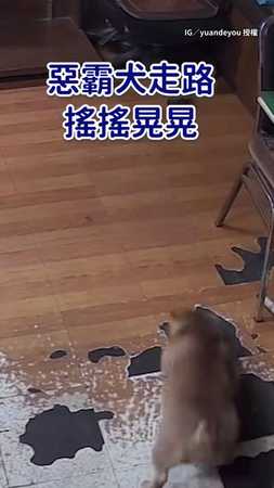 【差點沒命】惡霸犬噎到痛苦倒地...機警爸冷靜救牠脫險