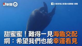甜蜜蜜！難得一見海龜交配　網：希望我們也能幸運看見