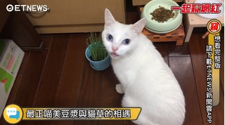20170728一起窺網紅-最正喵美豆漿與貓草的相遇