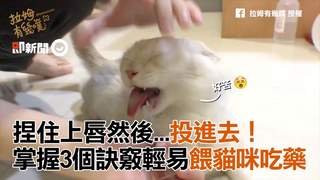 捏住上唇然後...投進去！　掌握3個訣竅輕易餵貓咪吃藥