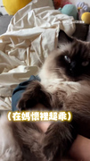 【貓咪的差別待遇】被媽抱狂撒嬌　對爸直接撇開臉想跳開XD