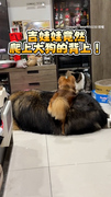 【吉娃娃爬大狗山】調皮爬上去還轉180度換位置超穩XD