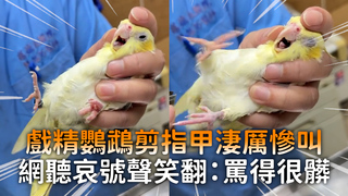 戲精鸚鵡剪指甲淒厲慘叫　網聽哀號聲笑翻：罵得很髒