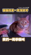 【貓貓趴鋼琴前《學貓叫》】彈到斷句就喵超配合XD