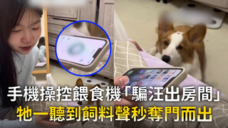 手機操控餵食機「騙汪出房間」　牠一聽到飼料聲秒奪門而出