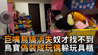巨嘴鳥搞消失奴才找不到　鳥寶偽裝成玩偶躲玩具櫃