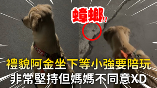 禮貌阿金坐下等小強要陪玩　非常堅持但媽媽不同意XD