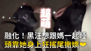 融化！黑汪想跟媽一起睡　頭靠她身上狂搖尾撒嬌❤️‍