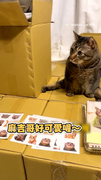 【就是不喜歡！】舅舅誇貓貓可愛　牠超兇叫聲＋臉臭不爽超級嫌棄XD