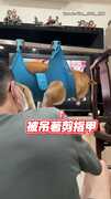 【要是會說人話一定罵得很髒】柴犬被抱上吊床剪指甲超氣：臭人類又在搞我！