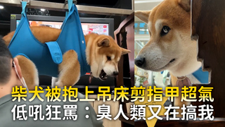 柴犬被抱上吊床剪指甲超氣　低吼狂罵：臭人類又在搞我
