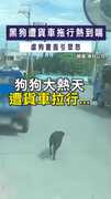 【超扯行為】黑狗遭貨車拖行熱到喘　虐狗畫面引眾怒