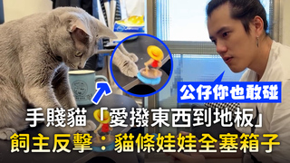 手賤貓「愛撥東西到地板」　飼主反擊：貓條娃娃全塞箱子