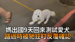 媽出國9天回來測試愛犬　路過時被牠狂盯反覆確認