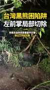 【陷阱悲劇】台灣黑熊困陷阱！左前掌遭局部切除