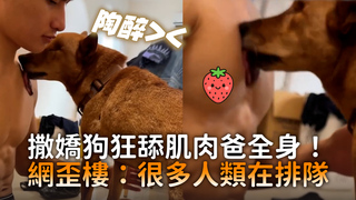 撒嬌狗狂舔肌肉爸全身！　網歪樓：很多人類在排隊