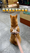 【愛看醫生的柴柴】柴犬見醫生興奮狂搖尾巴　乖乖配合超可愛XD