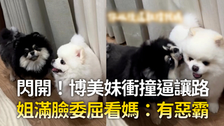 閃開！博美妹衝撞逼讓路　姐滿臉委屈看媽：有惡霸