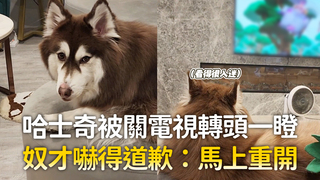 哈士奇被關電視轉頭一瞪　奴才嚇得道歉：馬上重開
