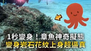 1秒變身！章魚神奇擬態　變身岩石花紋上身超逼真