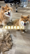 【你們是綿羊吧】長毛柴柴梳毛多到堆成小山XD