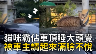 貓咪霸佔車頂睡大頭覺　被車主請起來滿臉不悅