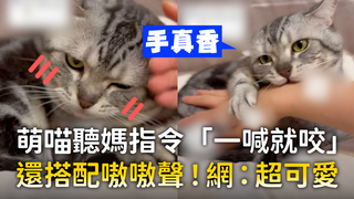 萌喵聽媽指令「一喊就咬」　還搭配嗷嗷聲！網：超可愛