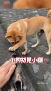 【融化啦！】小狗輕拍貓貓...這互動太溫柔了❤
