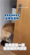 【家事交給我！】金毛偷咬馬桶刷當玩具 被抓包燦笑裝沒事