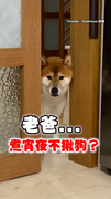 【煮宵夜不揪狗的嗎？】爸煮宵夜被柴柴抓包！