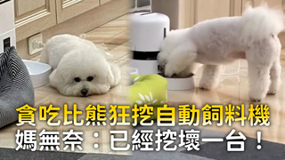 貪吃比熊狂挖自動飼料機　媽無奈：已經挖壞一台！