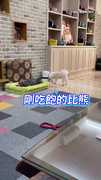 【還很餓啦】貪吃比熊狂挖自動飼料機！媽無奈：已經挖壞一台