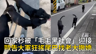 回家秒被「毛毛黑社會」迎接　歐告大軍狂搖尾巴找老大撒嬌