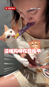 【一心三用超猛】貓奴嘴叼肉泥哼歌邊幫萌貓剪指甲