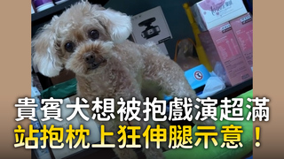 貴賓犬想被抱戲演超滿　站抱枕上狂伸腿示意！