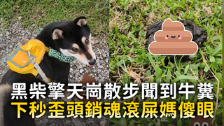 黑柴擎天崗散步聞到牛糞　下秒歪頭銷魂滾屎媽傻眼